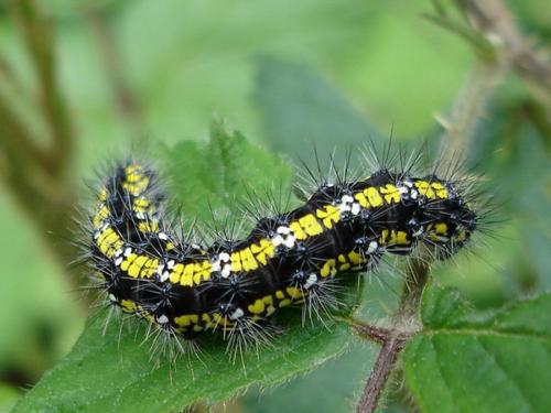 Réf. 19 407 : Callimorpha dominula