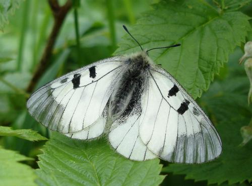 Réf. 19 750 : Parnassius mnemosyne