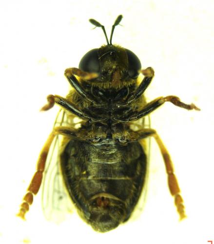 Réf. 19 860 : Microdon mutabilis