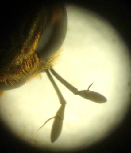 Réf. 19 862 : Microdon mutabilis