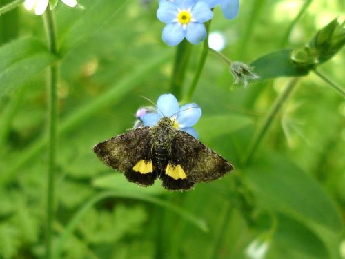 Réf. 19 912 : Panemeria tenebrata