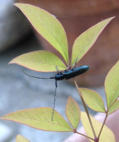 Agapanthia intermedia