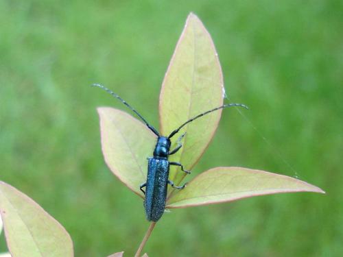 Réf. 19 933 : Agapanthia intermedia