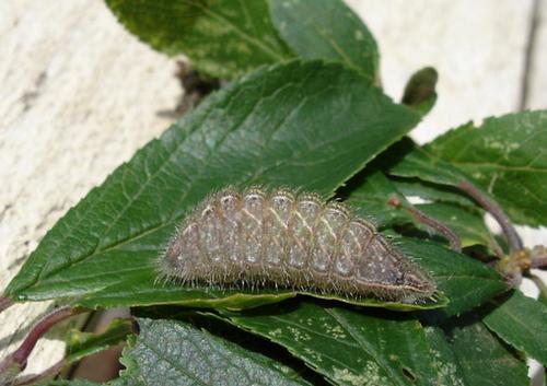 Thecla betulae