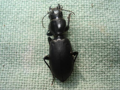 Broscus cephalotes