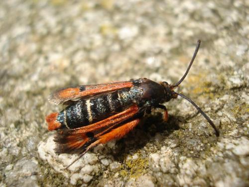Réf. 19 552 : Pyropteron chrysidiformis