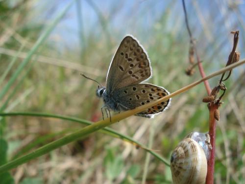 Plebejus sp.