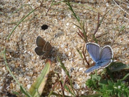 Plebejus sp.