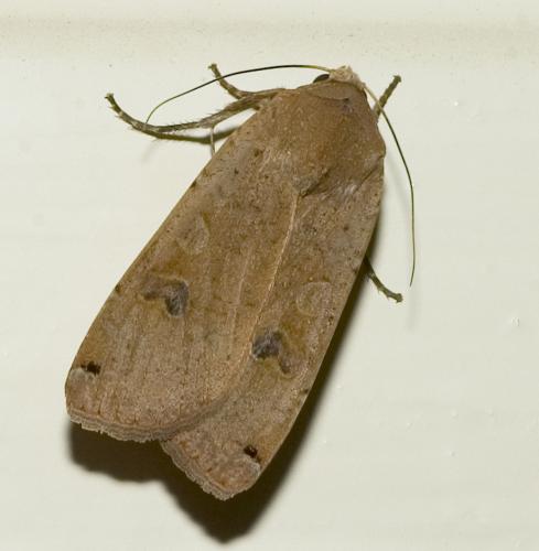 Noctua pronuba