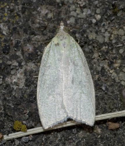 Réf. 19 616 : Tortrix viridana