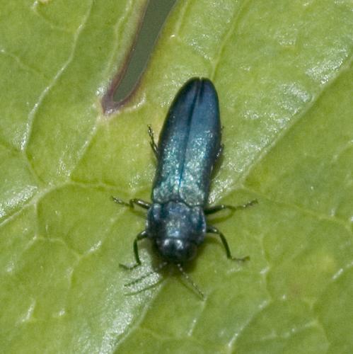 Agrilus sp.