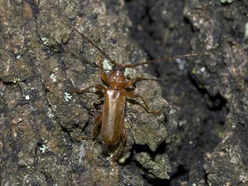 Réf. 19 615 : Phymatodes testaceus