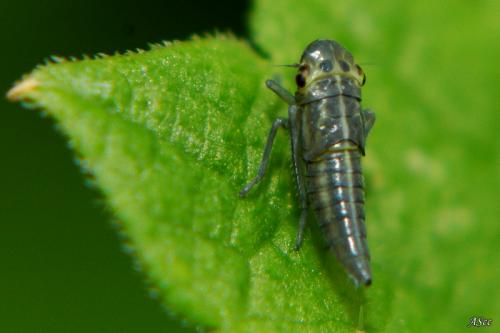 Réf. 19 110 : Cicadella viridis