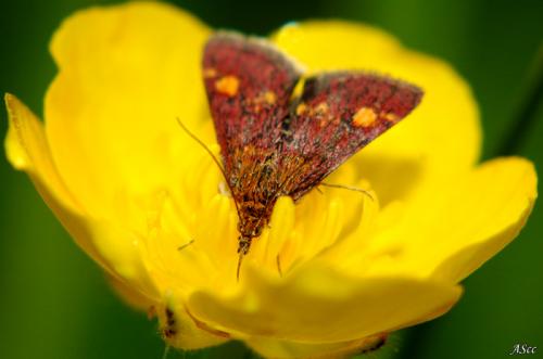 Pyrausta aurata
