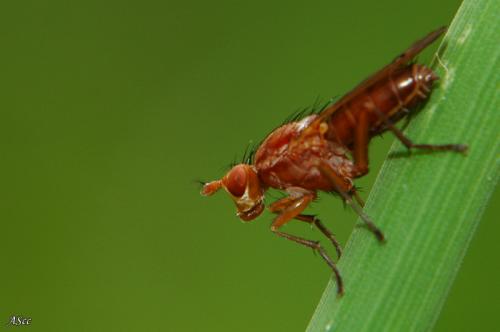 Tetanocera sp.
