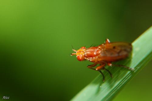 Tetanocera sp.