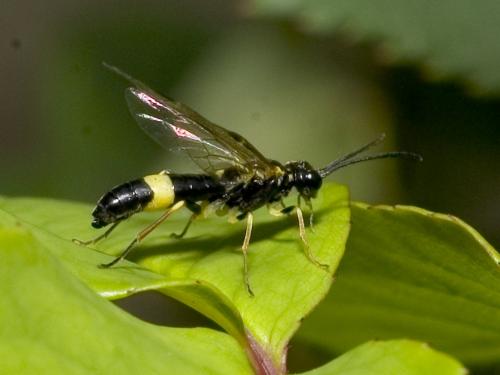 Réf. 19 229 : Emphytus cingulatus