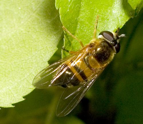Réf. 19 230 : Epistrophe eligans