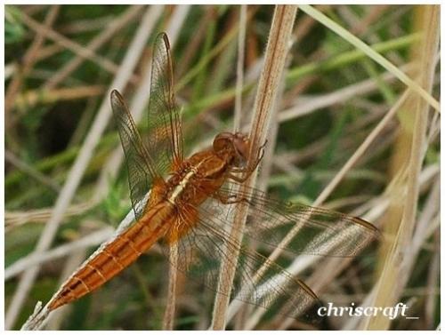 Crocothemis erythraea