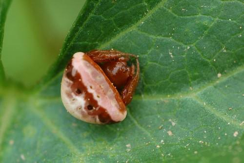 Cyrtarachne ixoides