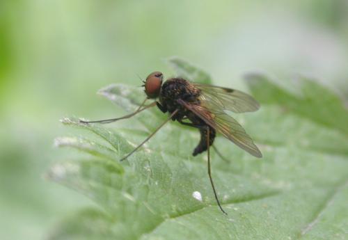 Chrysopilus cristatus