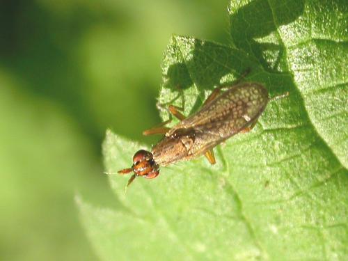 Limnia sp.