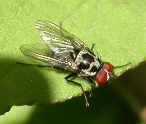 Réf. 19 444 : Anthomyia sp.