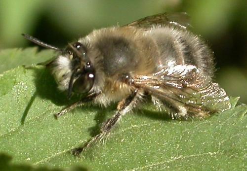 Anthophora plumipes