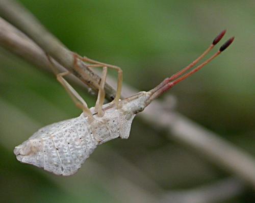 Syromastus rhombeus