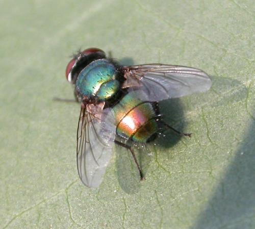 Lucilia sp.