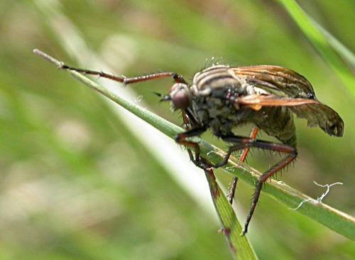 Empis tessellata