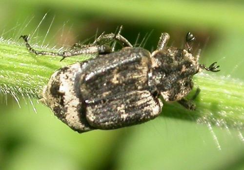 Valgus hemipterus
