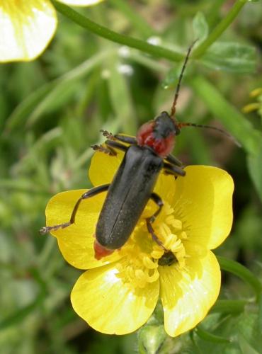 Cantharis fusca