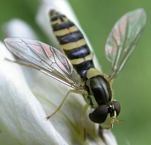 Réf. 19 870 : Sphaerophoria sp.