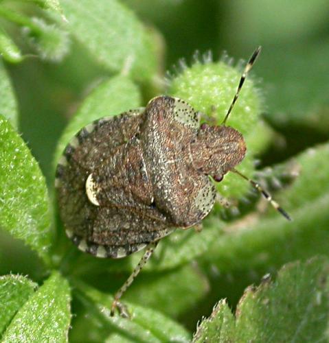 Dyroderes umbraculatus
