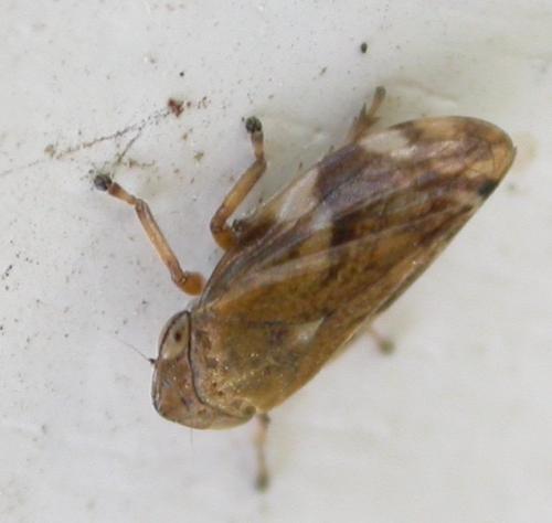 Philaenus spumarius