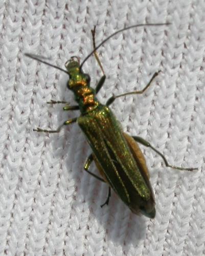 Oedemera sp.