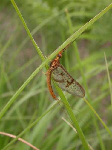 Ephemera glaucops
