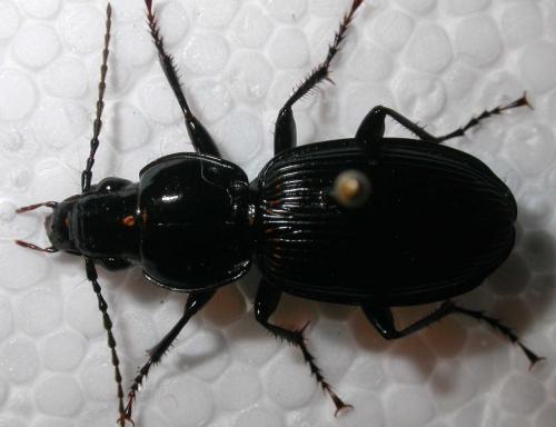 Pterostichus madidus