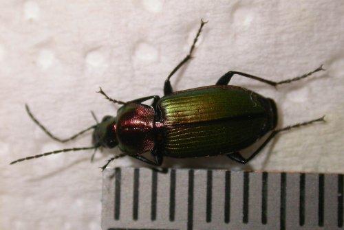 Réf. 19 500 : Agonum viridicupreum