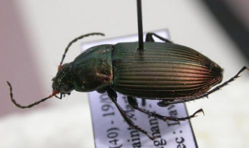 Réf. 19 613 : Poecilus sp.