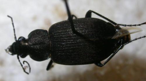 Réf. 19 686 : Chlaenius tristis