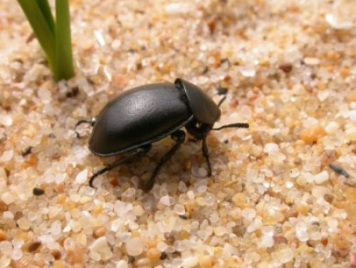 Ablattaria laevigata