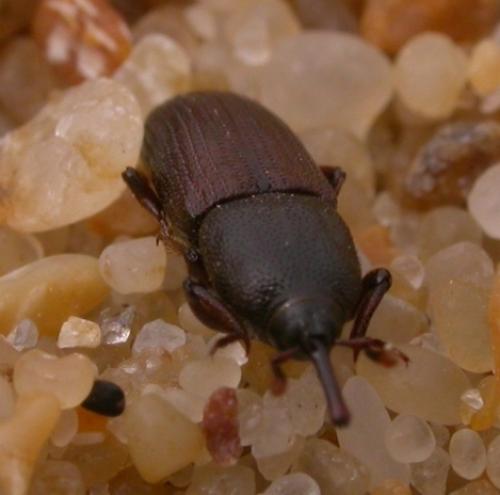 Mesites aquitanus