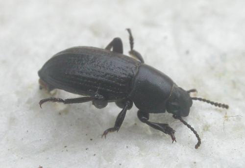Phylan pilipes