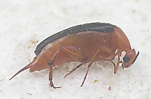 Réf. 19 906 : Mordellochroa milleri