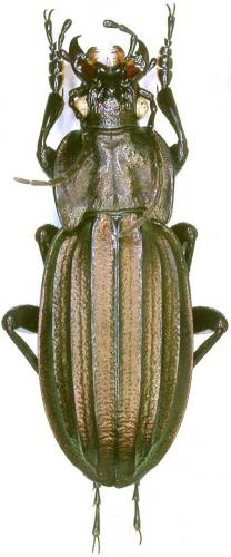 Carabus melancholicus