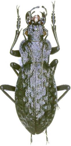 Carabus variolosus