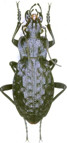 Réf. 19 695 : Carabus nodulosus