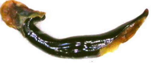 Carabus nodulosus